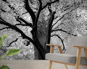 Prachtige Beukenboom in het zwart wit