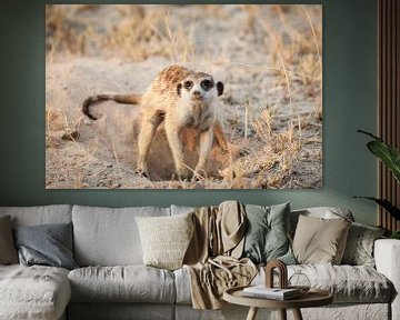 Suricate fouisseur au Botswana dans le désert sur Simone Janssen