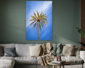 Palme mit blauem Himmel in Palma de Mallorca | Reisefotografie von Kelsey van den Bosch