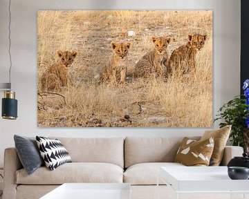 Four lion cubs in a row in Namibia by Simone Janssen