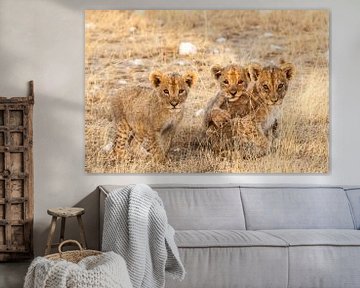 Drie leeuwenwelpjes kijkend in de camera van Simone Janssen