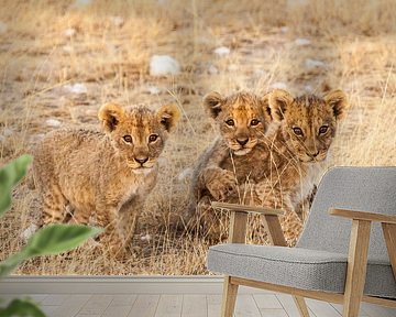 Drie leeuwenwelpjes kijkend in de camera van Simone Janssen