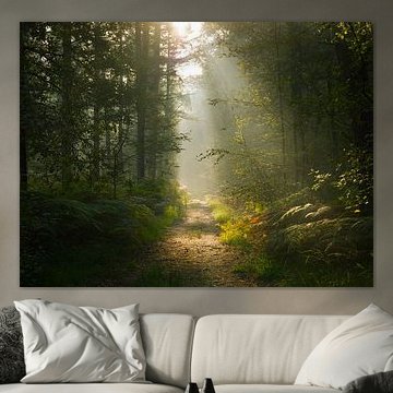 magische ochtend in het bos