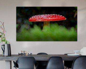 Fly agaric with green moss by Erwin Pilon