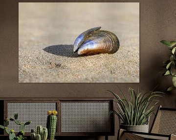 Dutch coast with a mussel shell by eric van der eijk
