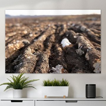 Detail van de aardbodem