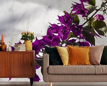 Blühender Bougainvillea Zweig vor weißer Wand in Portugal