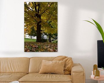 A tree in the park in autumn by Claude Laprise