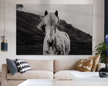 IJslands paard | Dieren | Reisfotografie van Inge Pieck