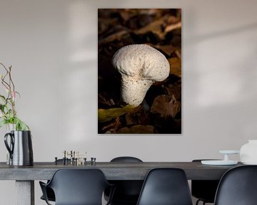 Le champignon de la poussière de perle ou Lycoperdon perlatum entre les feuilles d'automne est un champignon appartenant à la famille des Lycoperdaceae. sur W J Kok