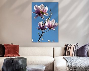 Magnolia's in lentelicht van Silva Wischeropp