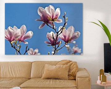 Magnolias dans une lumière printanière éclatante