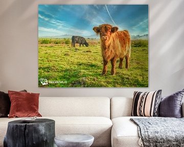 La jeune vache écossaise des Highlands sur Bekiekhet.nl