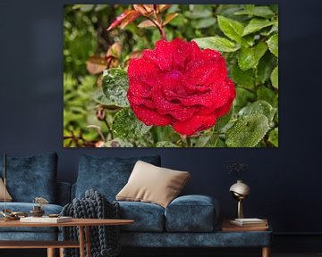 Blühende, rote Rose im Garten von Carl-Ludwig Principe