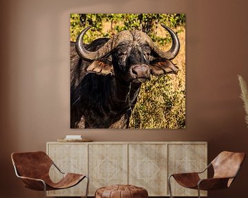 Kaffer of Afrikaanse buffel (Syncerus caffer) van Rob Smit