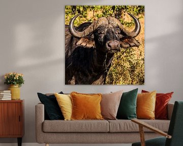Kaffer of Afrikaanse buffel (Syncerus caffer)