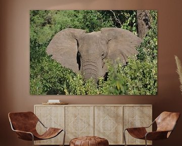 Afbeelding van een olifant. van Alexandre Tziripouloff