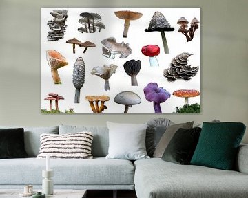 Collection of mushrooms and fungi against a white background by W J Kok