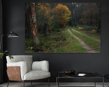 Chemin forestier en automne