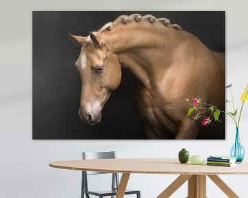 Portret van een palomino paard | horse photography van Laura Dijkslag