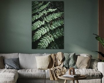Leaf of a fern by Jan Eltink