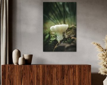 Mushroom by Jan Eltink