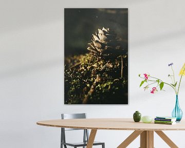 Dennenappel in het ochtendlicht