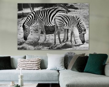 Zebra's van Markus Jerko