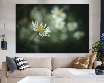 Flowers by Jan Eltink