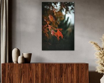 Herbstblätter an einem Baum von Jan Eltink