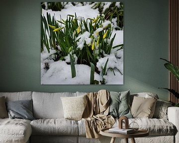 Les jonquilles dans la neige sur Carl-Ludwig Principe