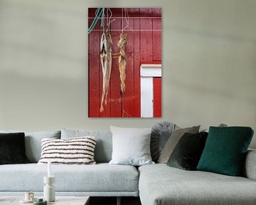 Stockfish hangs to dry on the wall of a barn in the Lofoten Islands by gaps photography