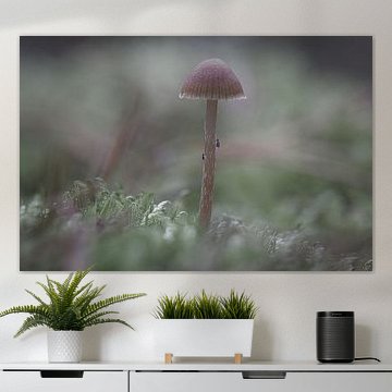 Zarte Pilze filegran am Waldboden