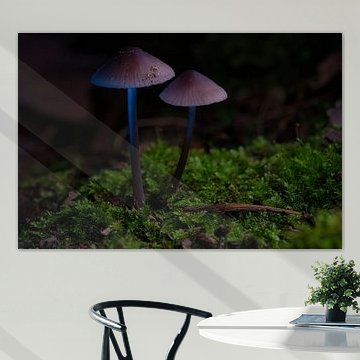 Zarte Pilze filegran am Waldboden