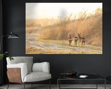 Roe deer on the edge of a reed area in the Weerribben-Wieden nat by Sjoerd van der Wal Photography