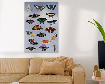 collage van tropische vlinders op een blauwe lucht als achtergrond van W J Kok