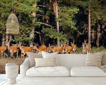 Flock of red deer in the rutting season by Evert Jan Kip
