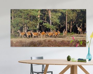 Flock of red deer in the rutting season by Evert Jan Kip