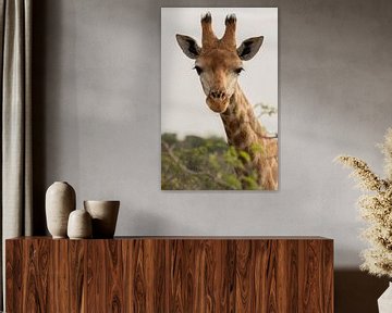 Portrait of giraffe by Joyce den Hollander