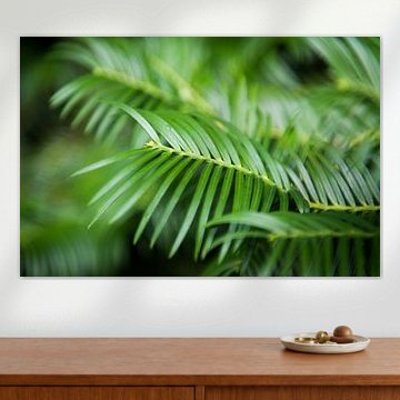 Naaldboom - Close-up van Johan van Venrooy