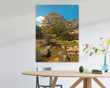 Natuurschoon van Andalusië - Sprookjesachtige boom in herfstkleuren van BHotography