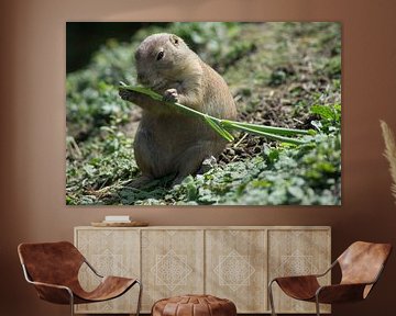 Marmot by Bob de Bruin