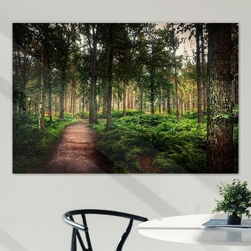 La forêt sombre de la Frise