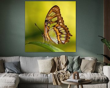 De Siproeta stelenes vlinder van Ralf Linckens