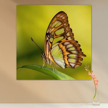 Le papillon Siproeta stelenes