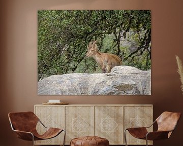 Wilde Ibex (steenbok) in Andalusië - Torcal de Antequera van BHotography