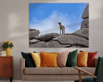 Wilde Ibex (steenbok) in Andalusië - Torcal de Antequera