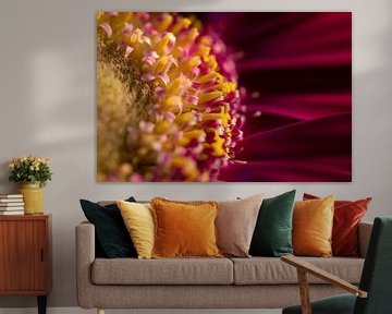 Paarse gerbera