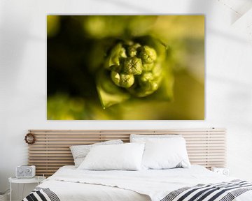 Bloem in knop met zacht bokeh