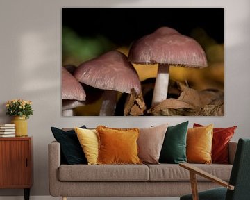 closeup of a witches' shield or Mycena rosea by W J Kok